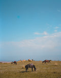Moon Horses