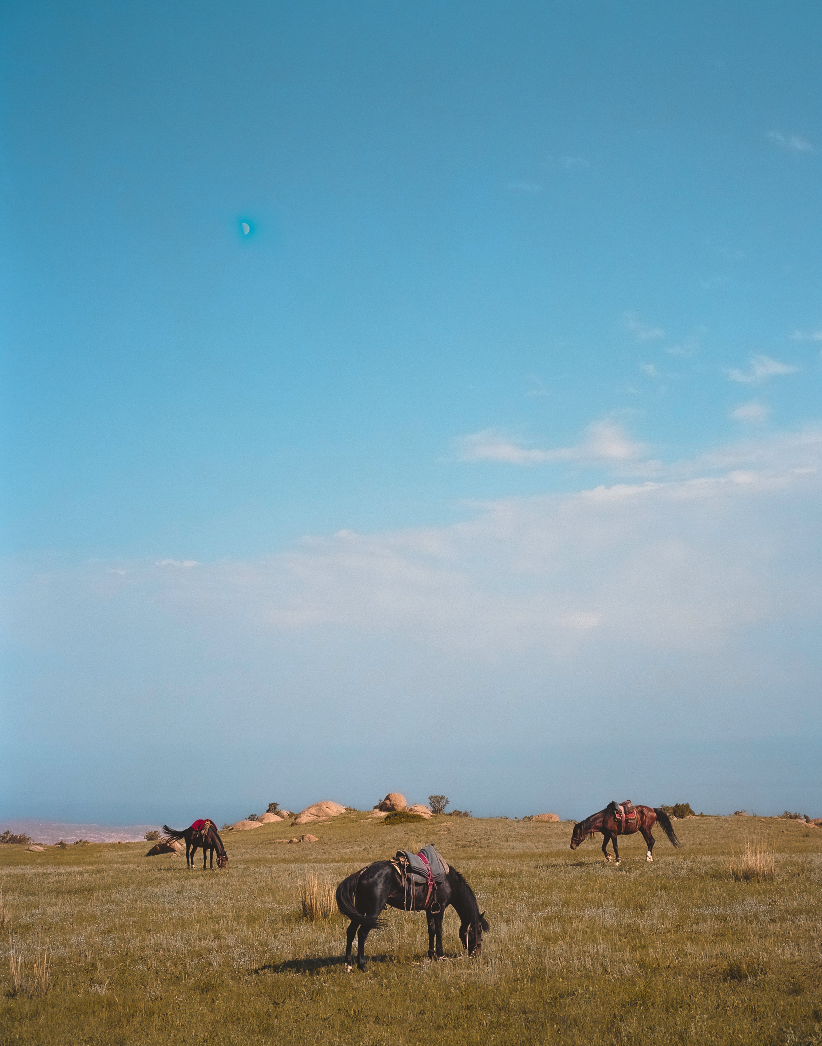 Moon Horses