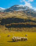 Sheep Posse
