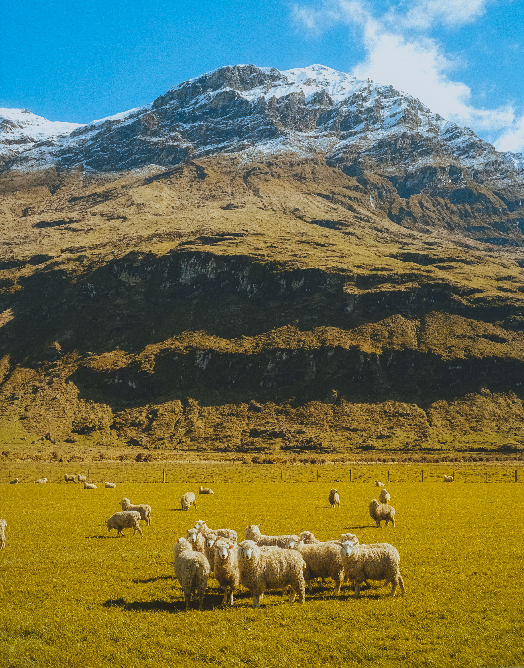Sheep Posse