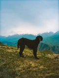 Taigan Hound