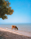 Hooves in the Sand
