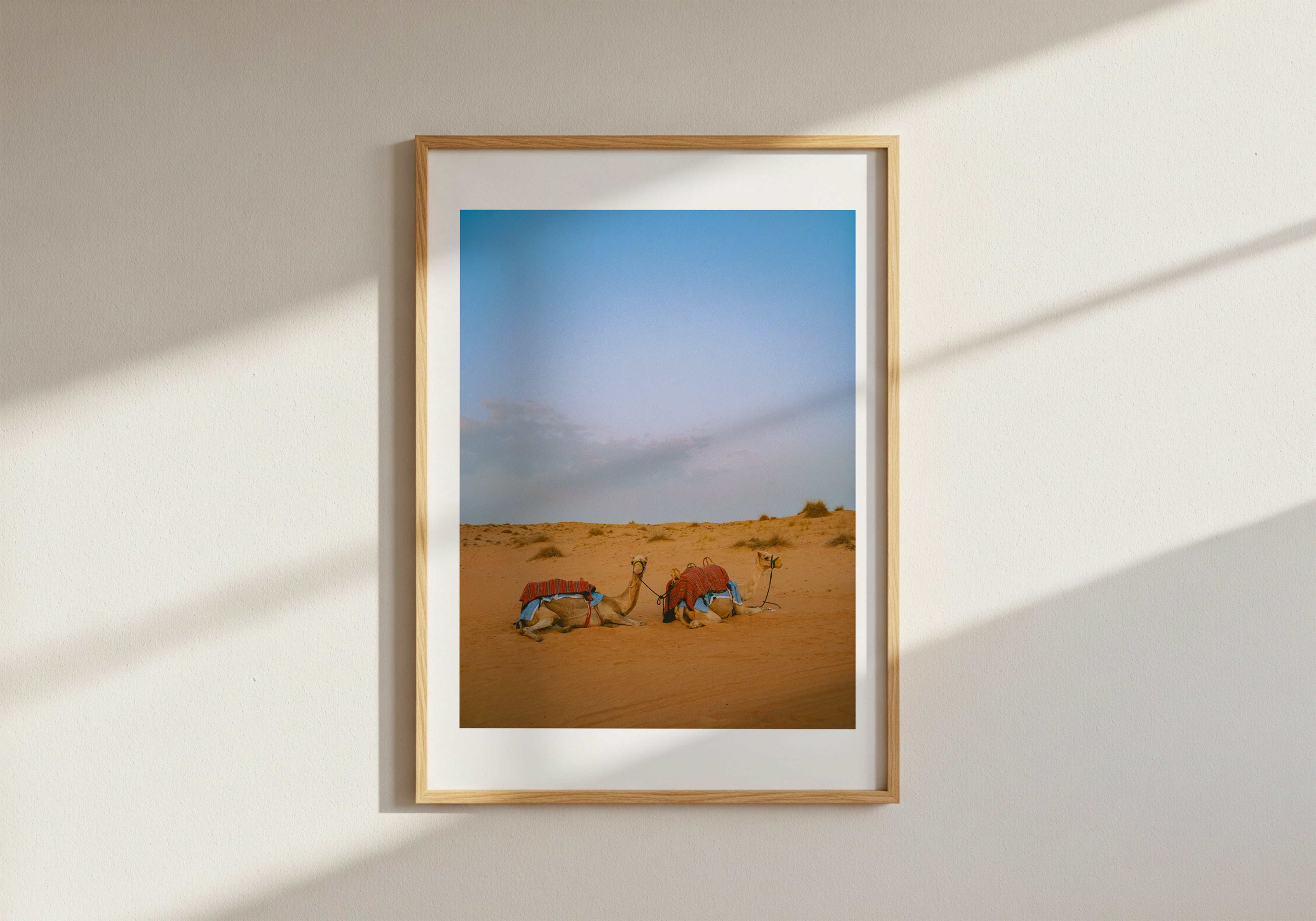 Camels