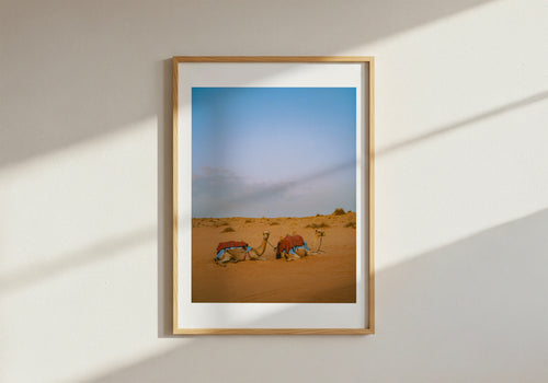 Camels