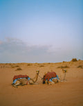 Camels