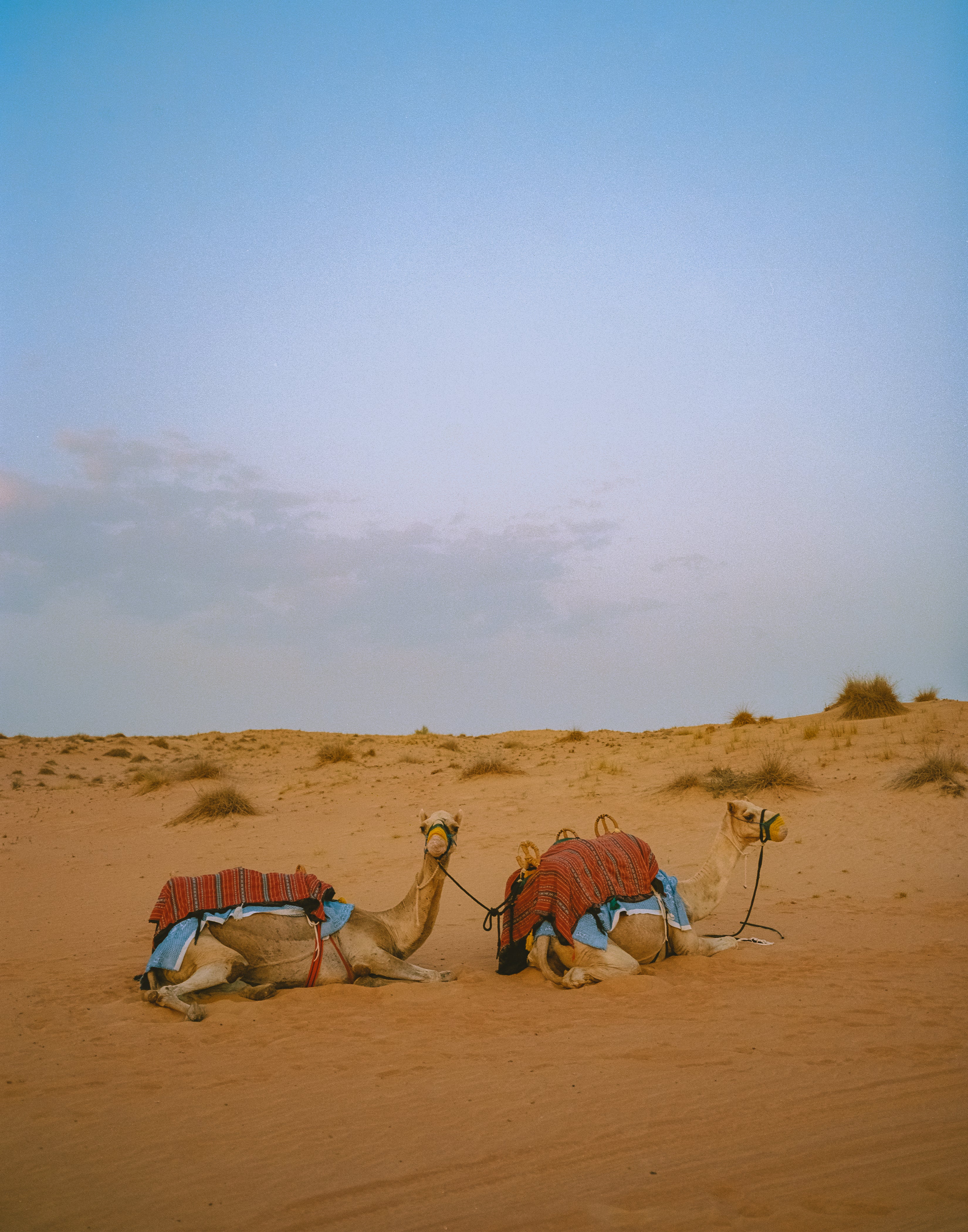 Camels