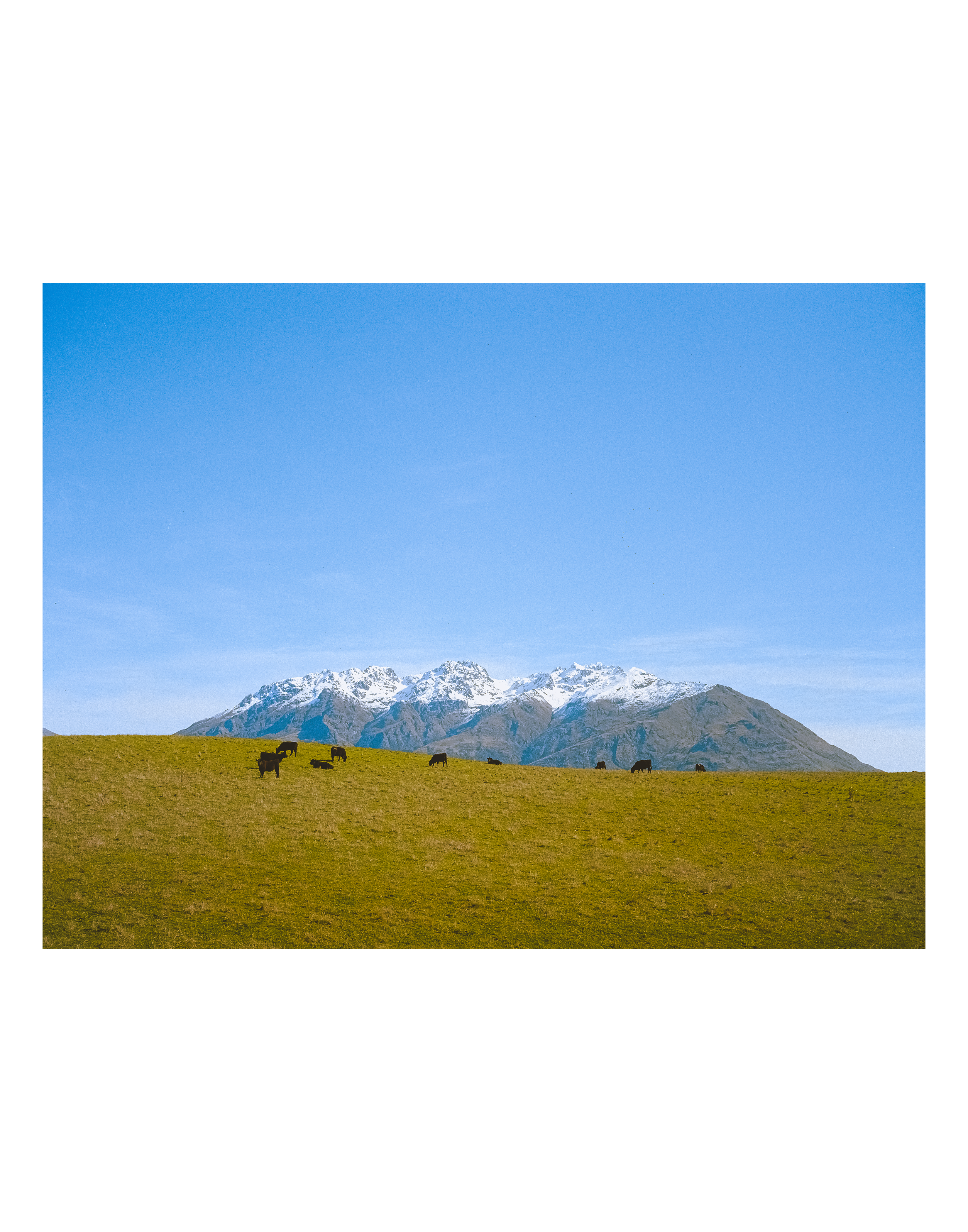 Pasture Dreams