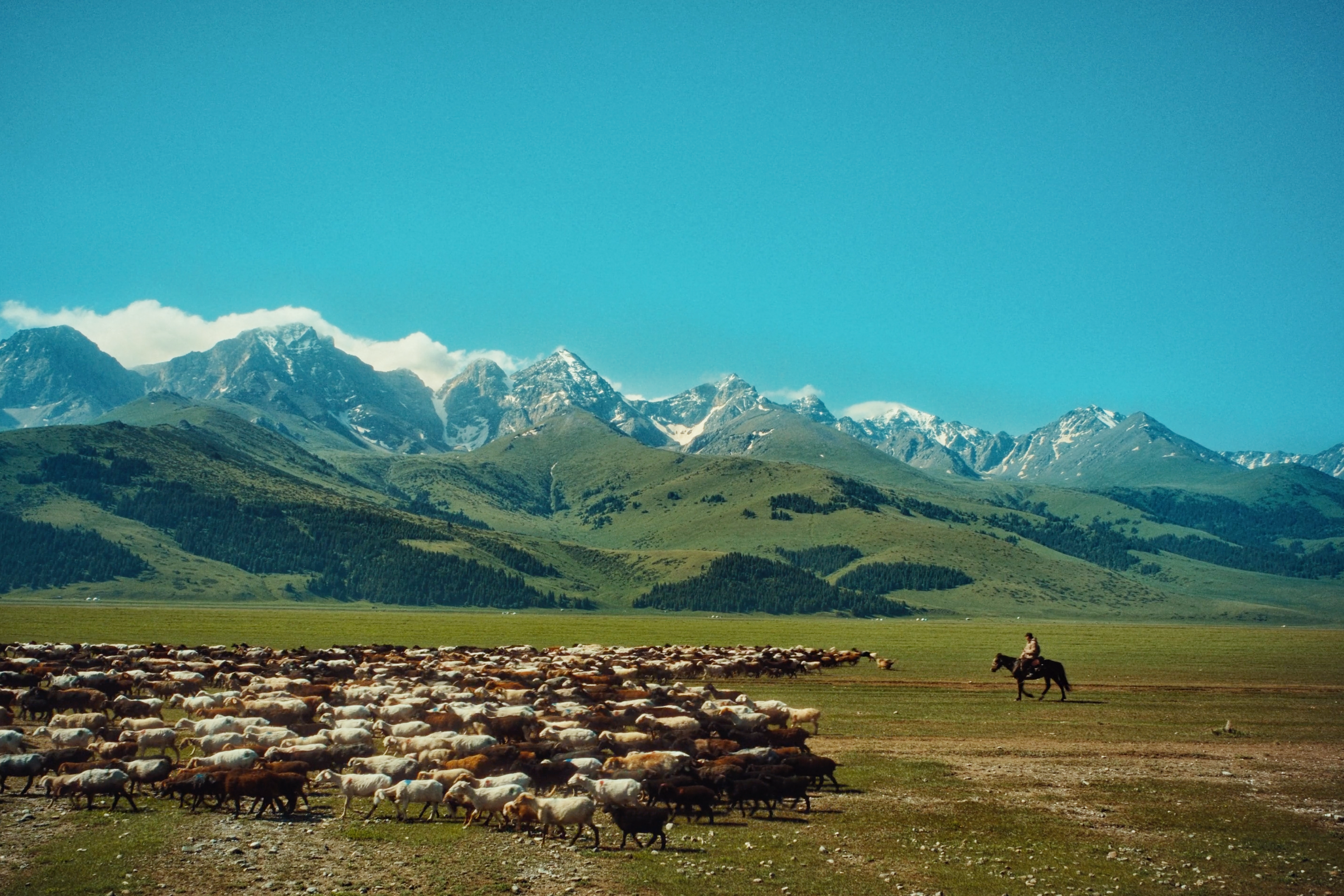 The Herd