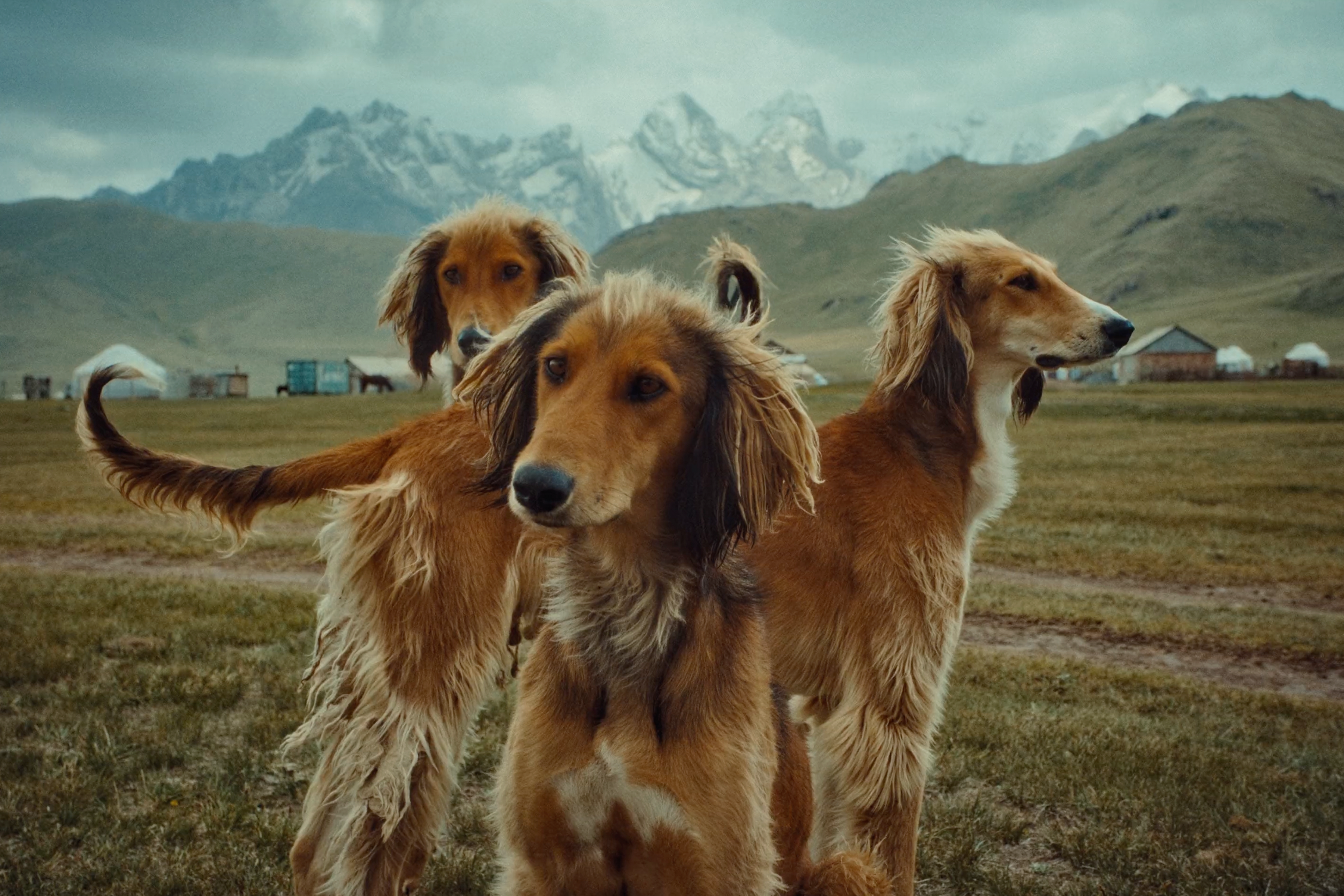 Hounds