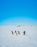 Penguin Posse