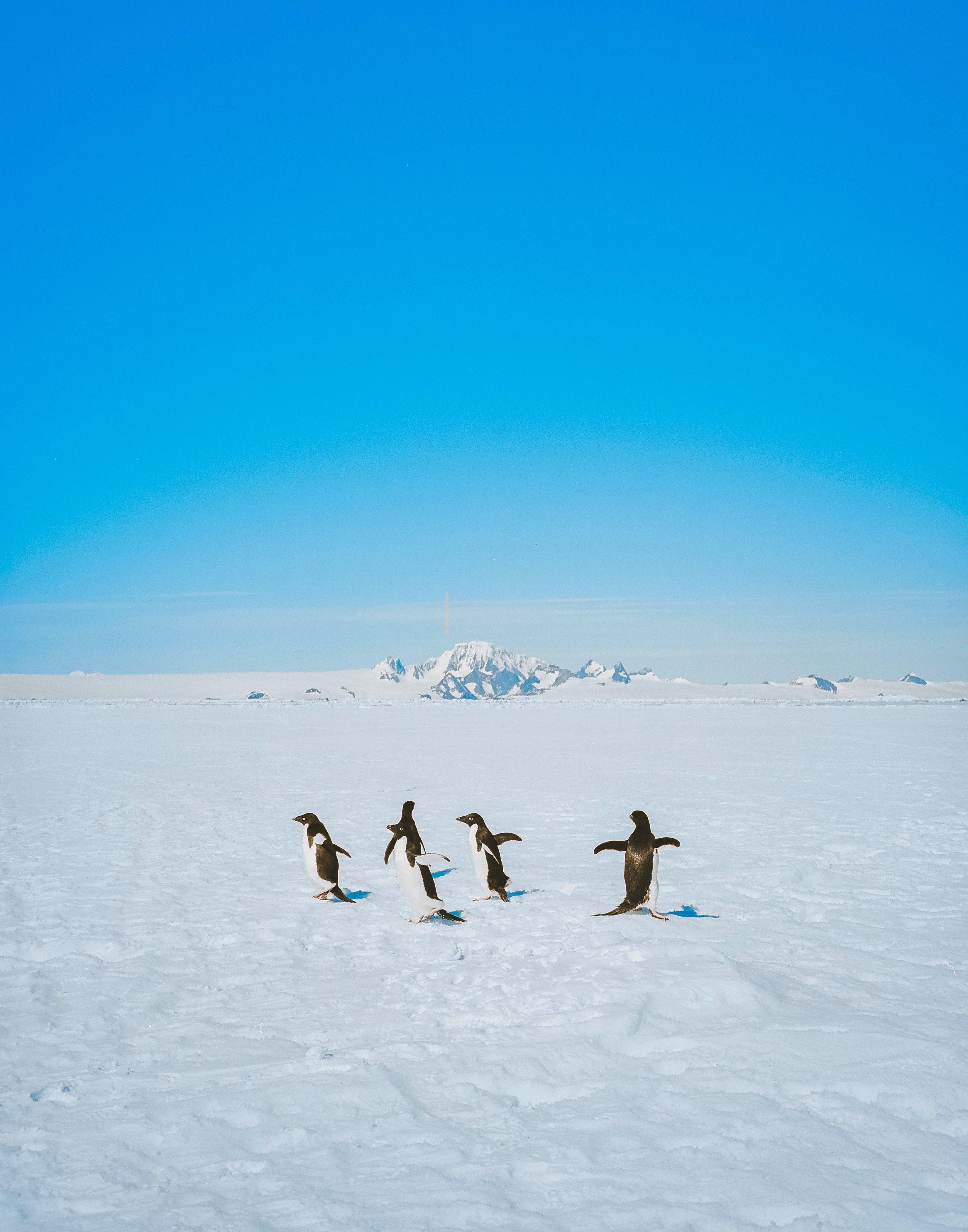 Penguin Posse