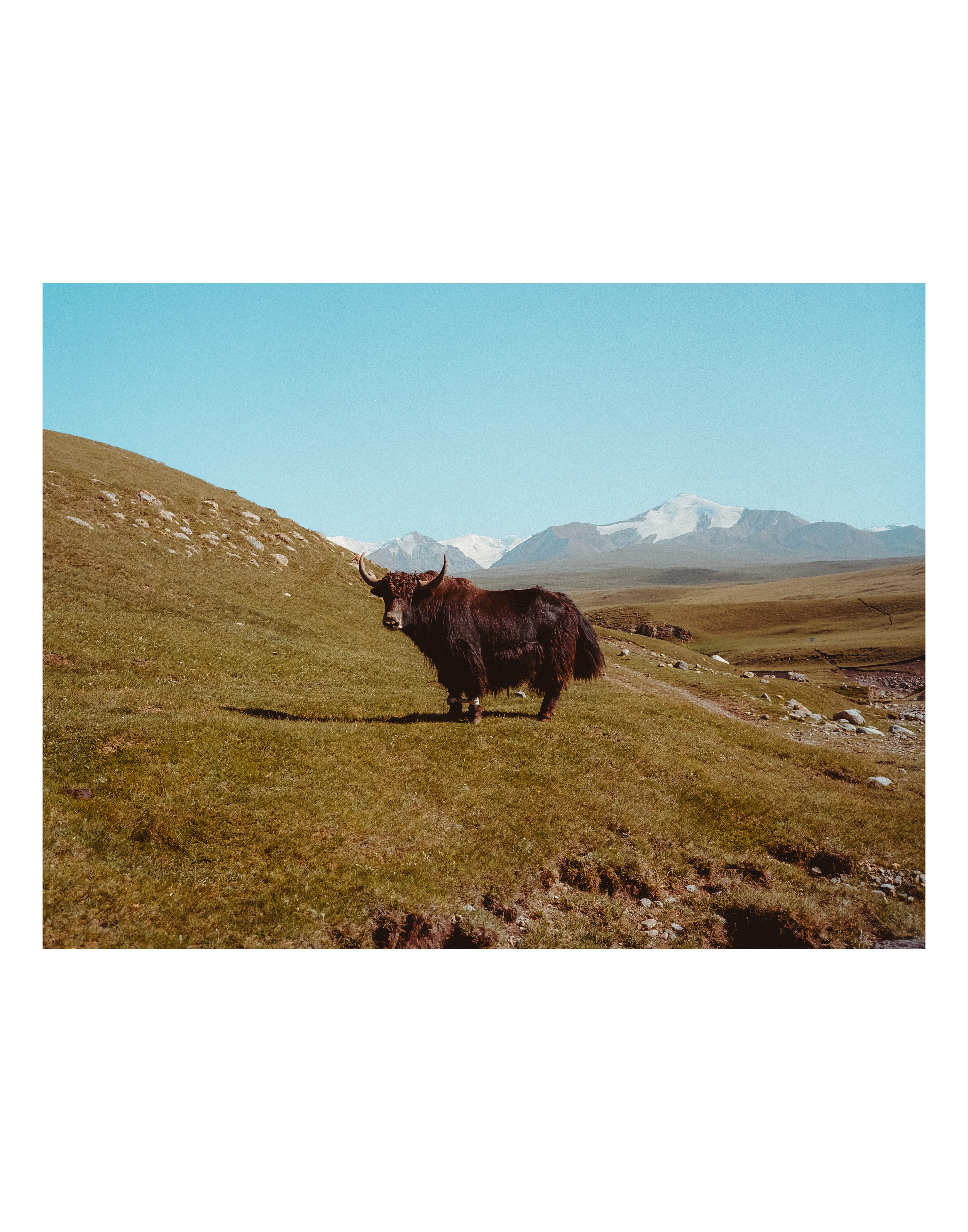 Mr. Yak