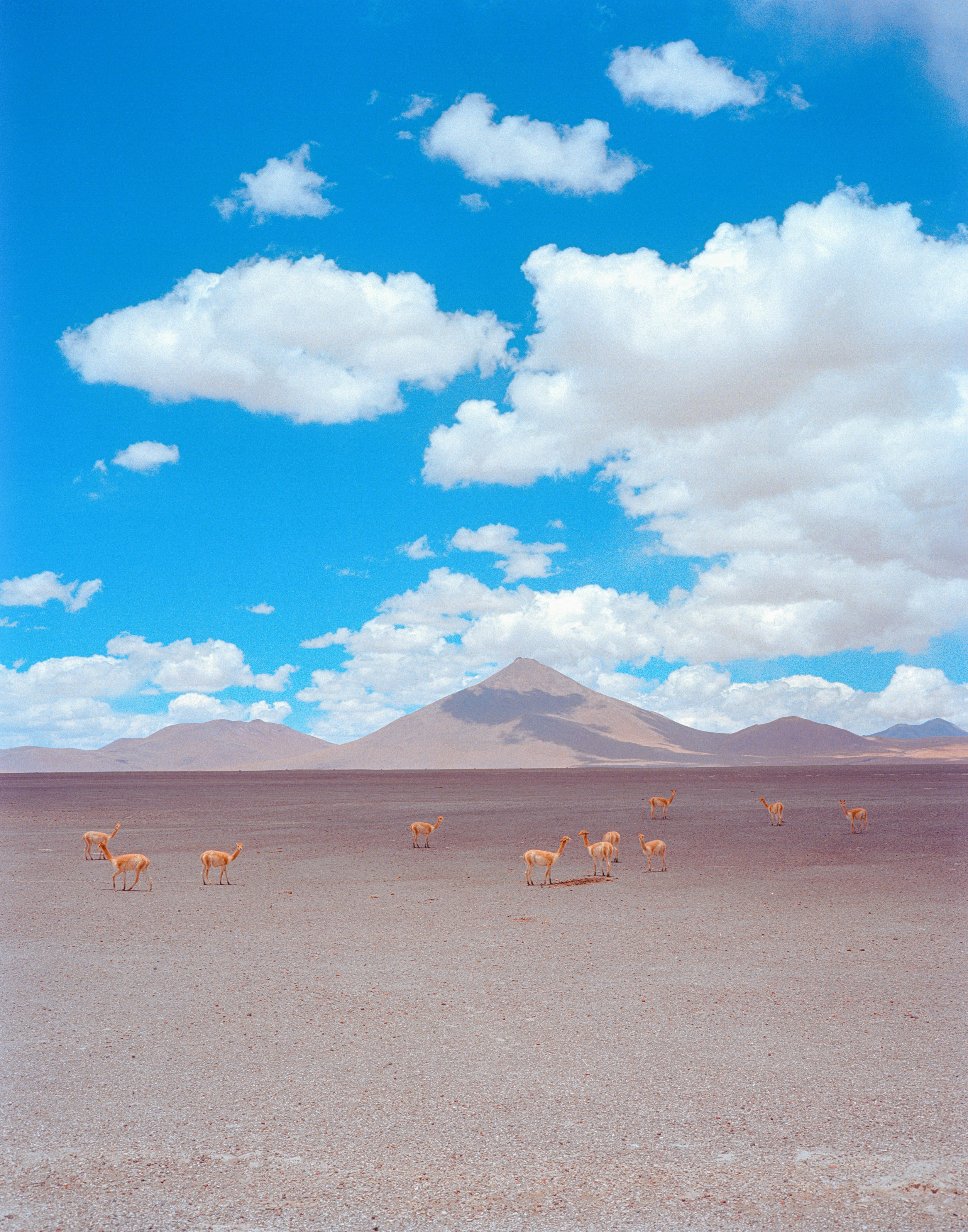 Volcanic Vicuña